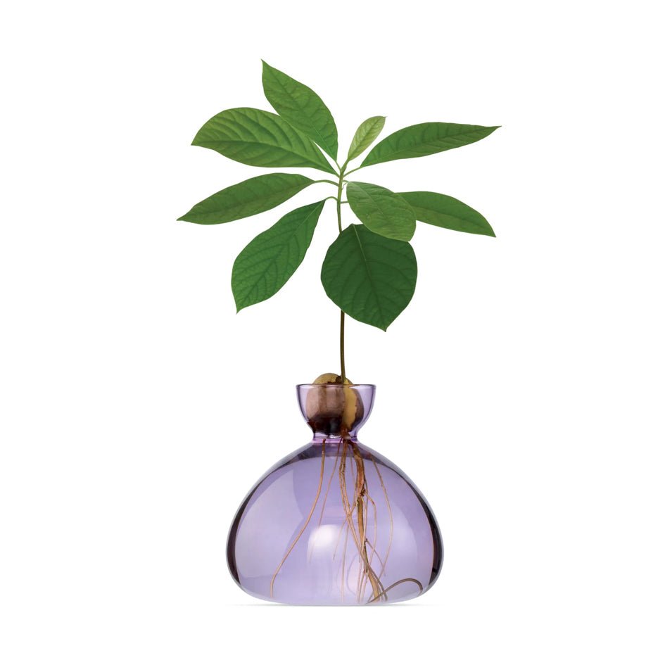 Avocado Vaas Glas Verschillende Kleuren - SuperMatique - SuperMatique