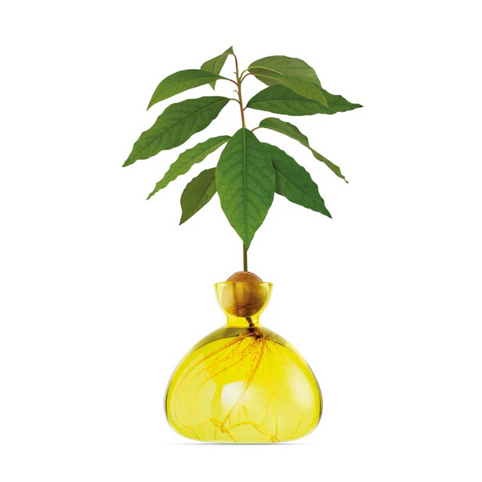 Avocado Vaas Glas Verschillende Kleuren - SuperMatique - SuperMatique