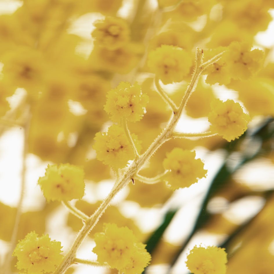 Mimosa Herbarium Presse - papier - SuperMatique