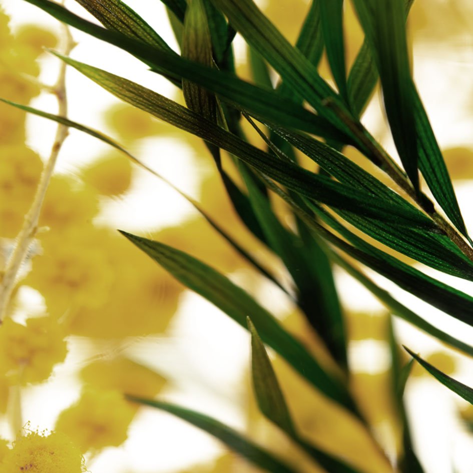 Mimosa Herbarium Presse - papier - SuperMatique