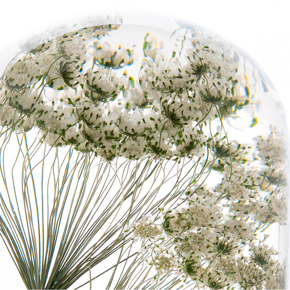 Ammi (Dille) Herbarium Presse-Papiert - SuperMatique