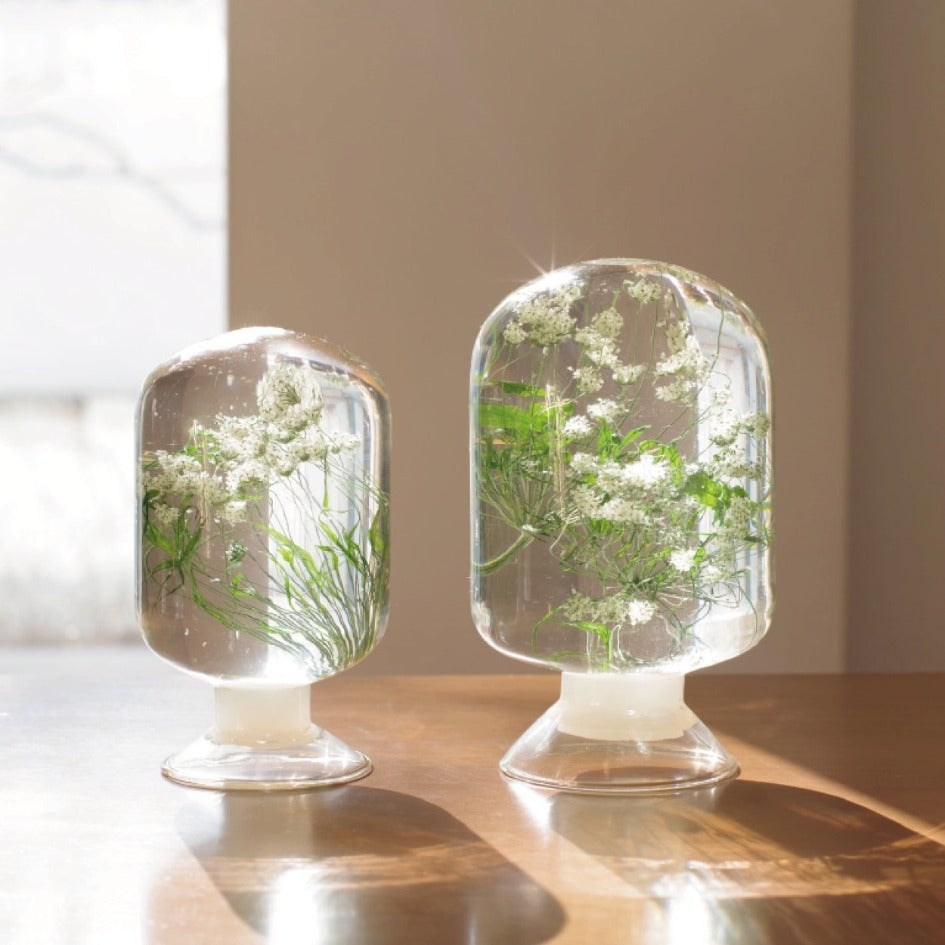 Ammi Herbarium - SuperMatique