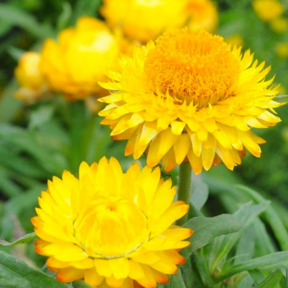 Gele Helichrysum Presse-papier - SuperMatique