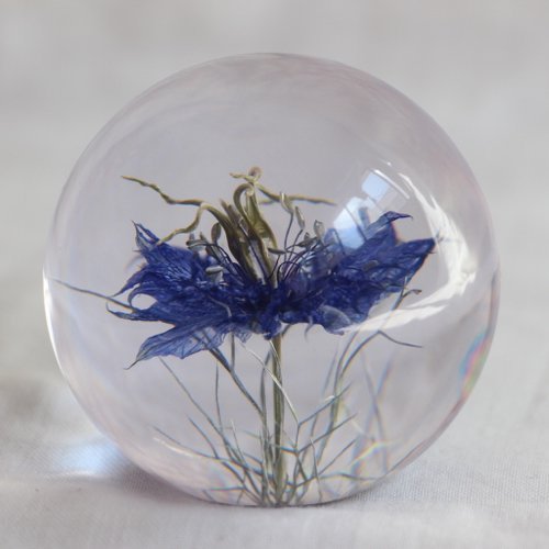 Nigella bloem Presse-papier - SuperMatique