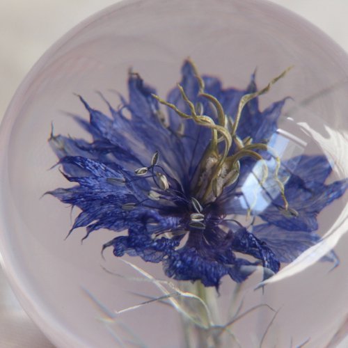 Nigella bloem Presse-papier - SuperMatique