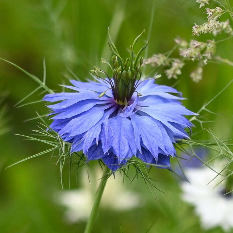 Nigella bloem Presse-papier - SuperMatique