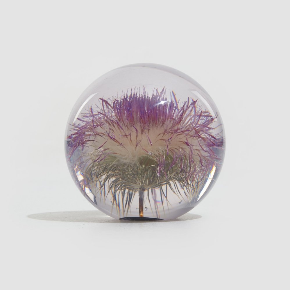 Open Speerdistel Presse-papier - SuperMatique