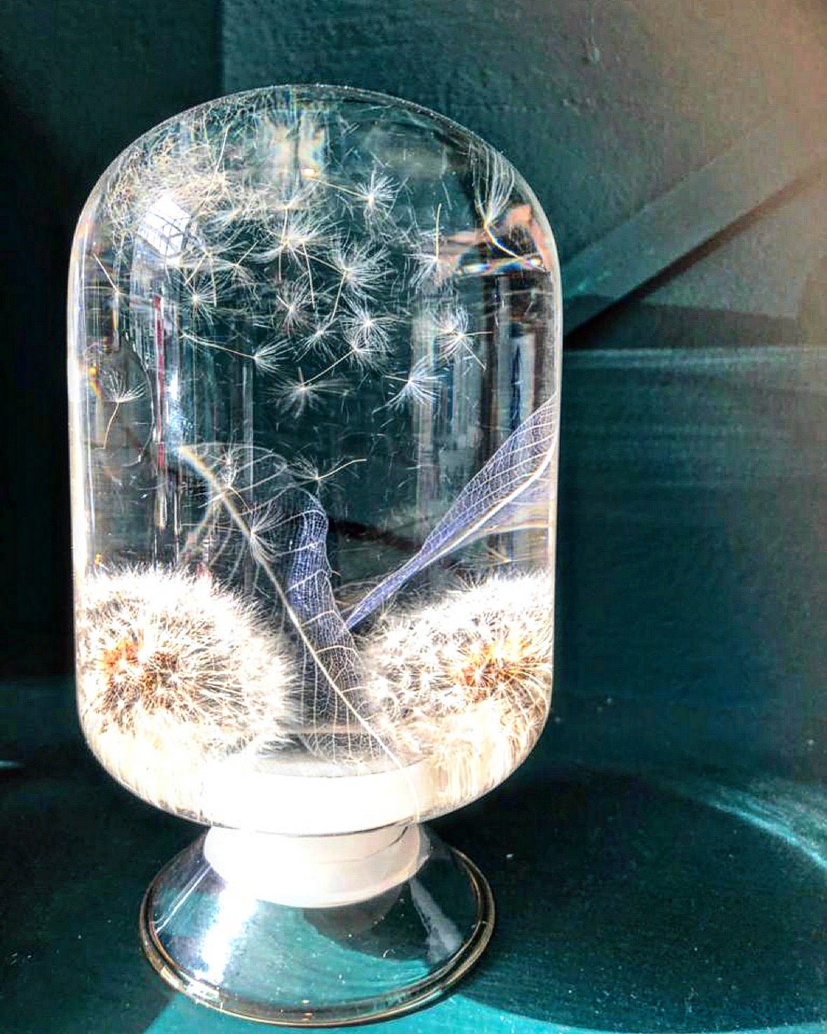 Paardenbloem Herbarium Presse-Papier - SuperMatique