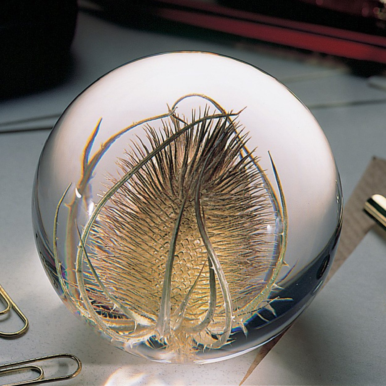 Presse-papier met een Distel SuperMatique