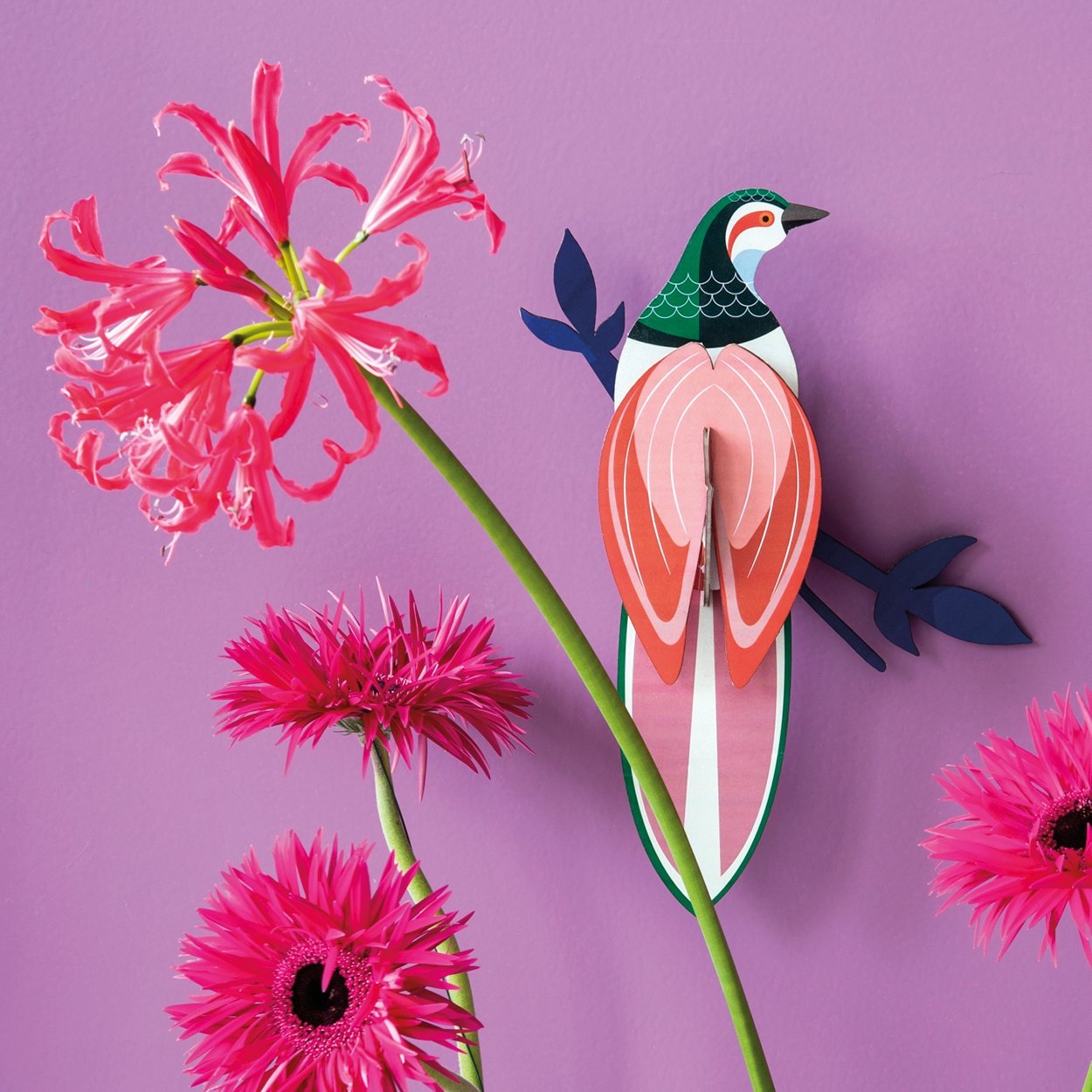 Rani, paradise bird - SuperMatique