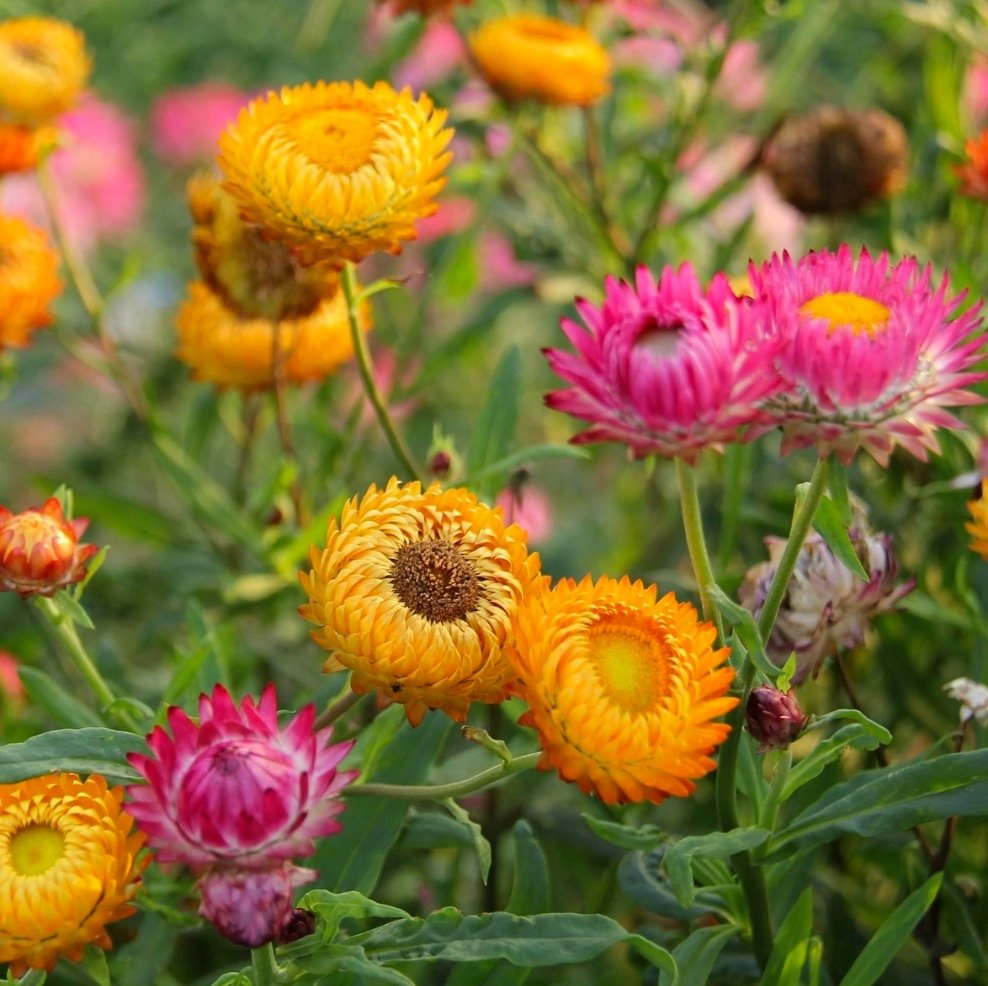 Roze Helichrysum Presse-papier - SuperMatique