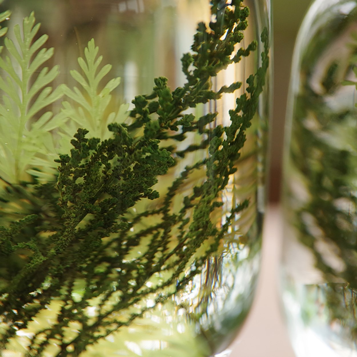 Water Plant Herbarium - SuperMatique