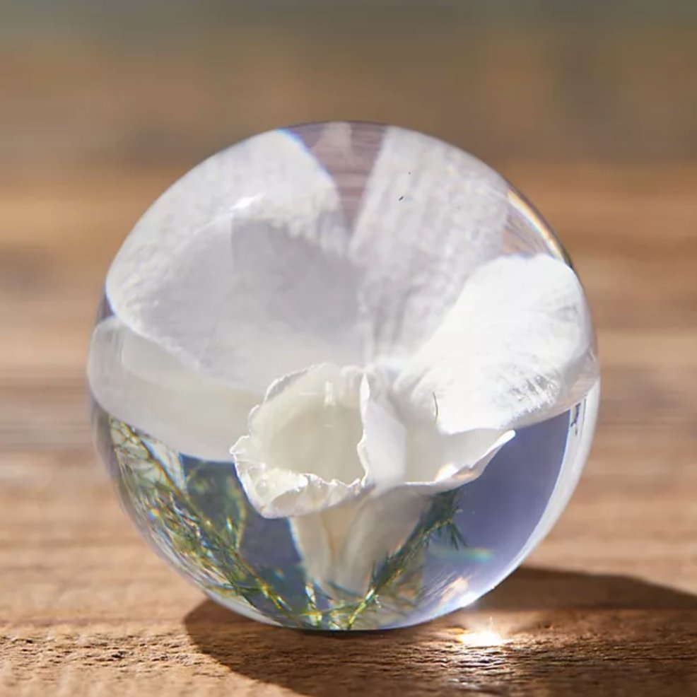 Witte orchidee Presse-papier - SuperMatique