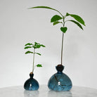 Avocado Vaas Glas Blauwgroen - SuperMatique - SuperMatique