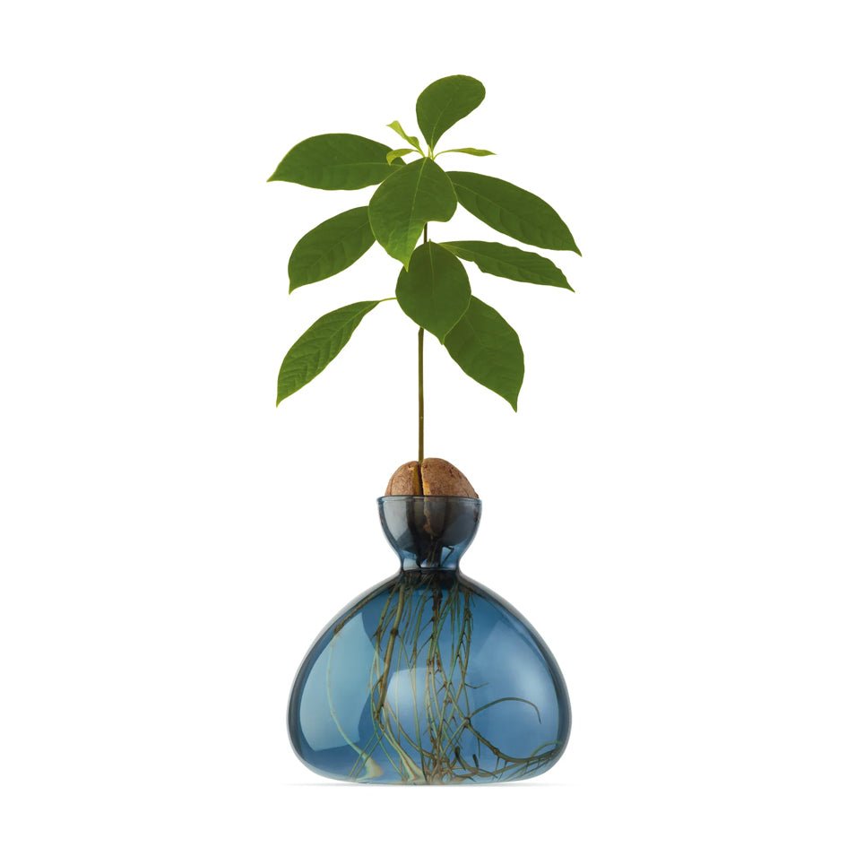 Avocado Vaas Glas Blauwgroen - SuperMatique - SuperMatique