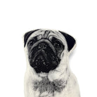 Mopshond Pug Sierkussen - Broderpress - SuperMatique