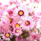 Rhodanthe Presse - papier - SuperMatique