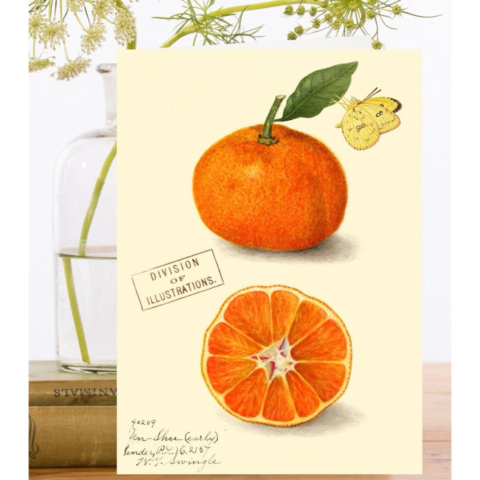 Wenskaart 'Clementine' - Madame Treacle - SuperMatique