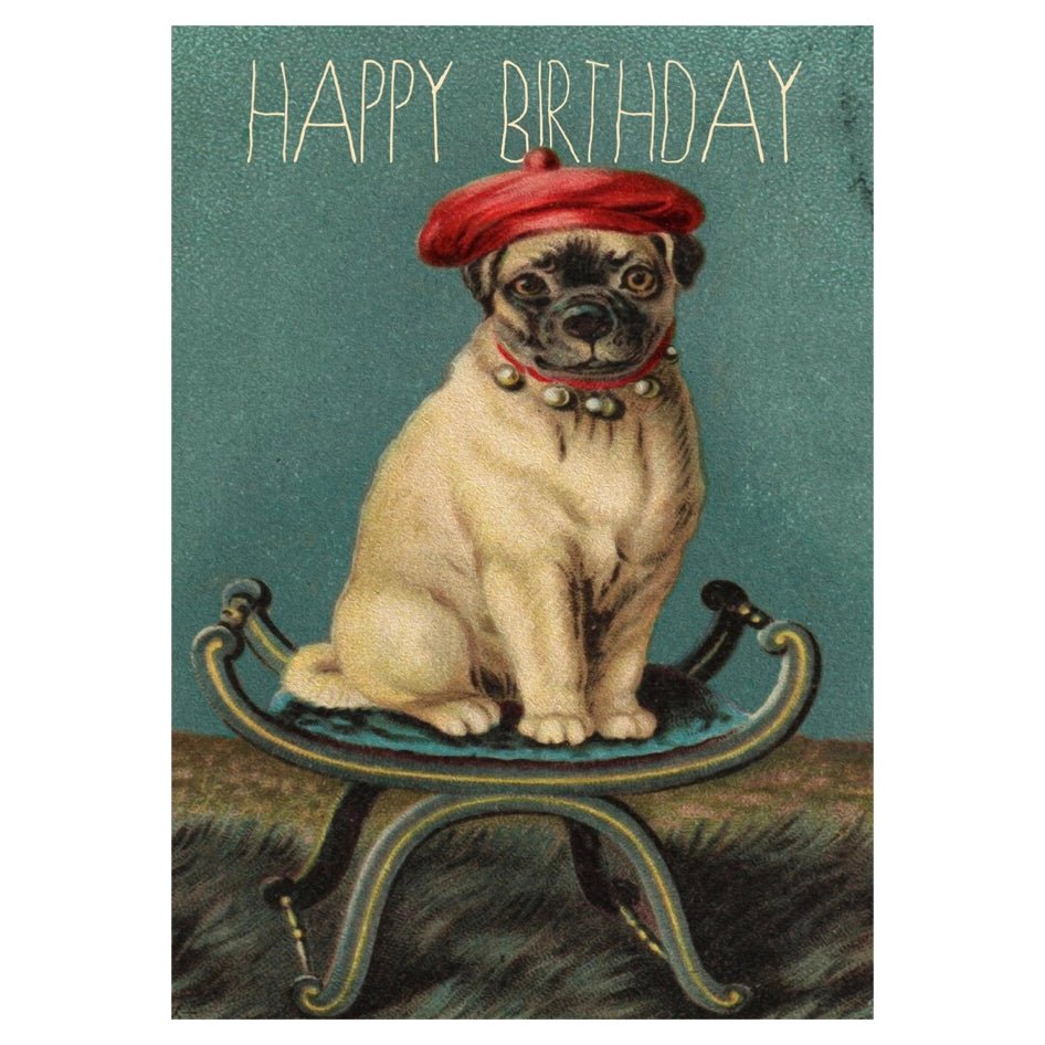 Wenskaart Pug on Stool 'Happy Birthday' - Madame Treacle - SuperMatique