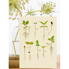 Wenskaart 'Seedlings' - Madame Treacle - SuperMatique