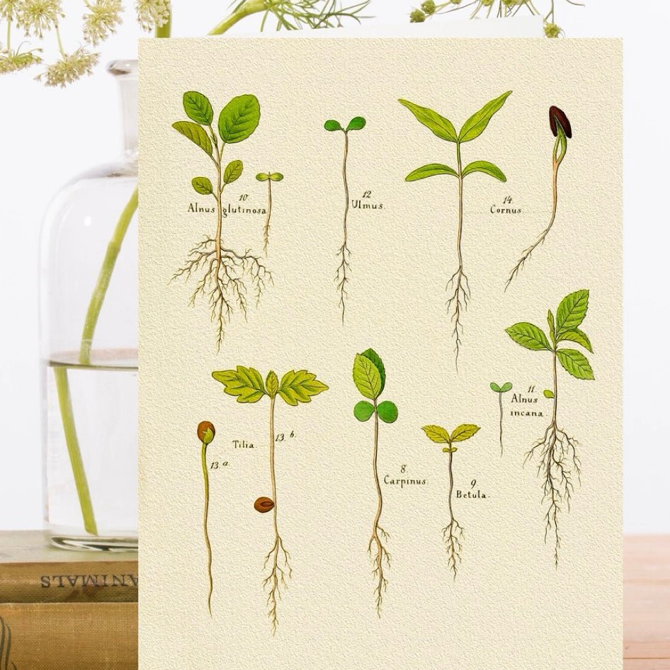 Wenskaart 'Seedlings' - Madame Treacle - SuperMatique