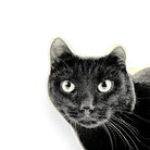 Zwarte Kat Sierkussen - Broderpress - SuperMatique