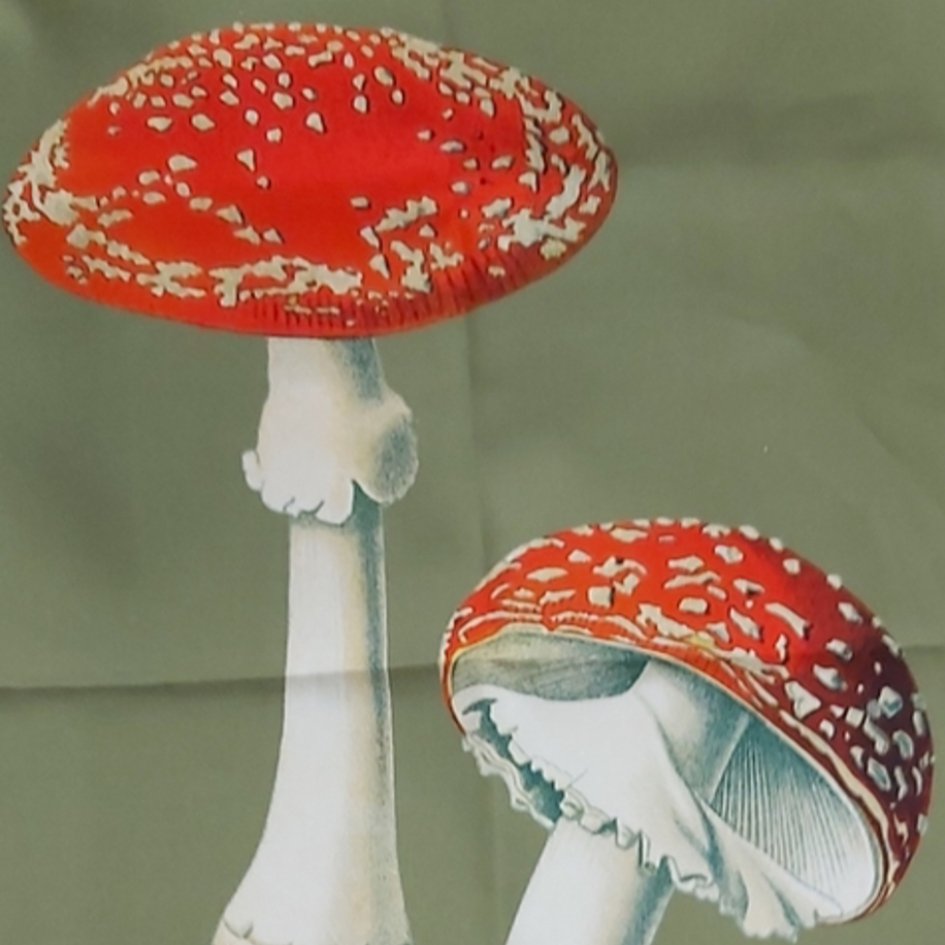 Paddenstoel Print Theedoek - SuperMatique