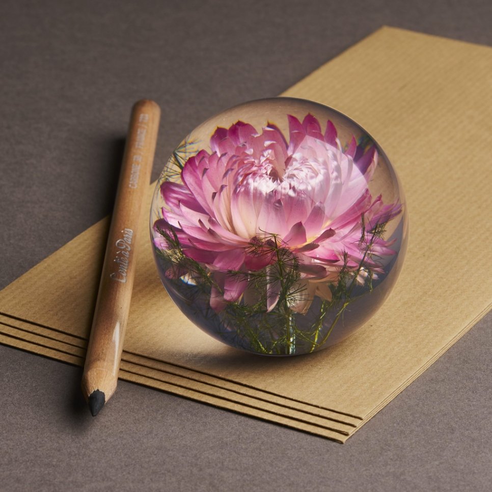 Roze Helichrysum Presse-papier - SuperMatique